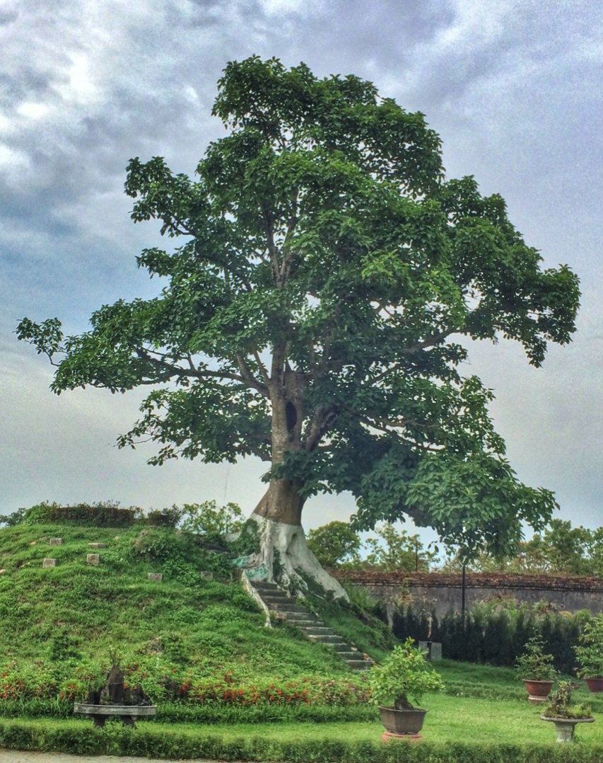 Ancient tree in imperial citadel hue vietnam